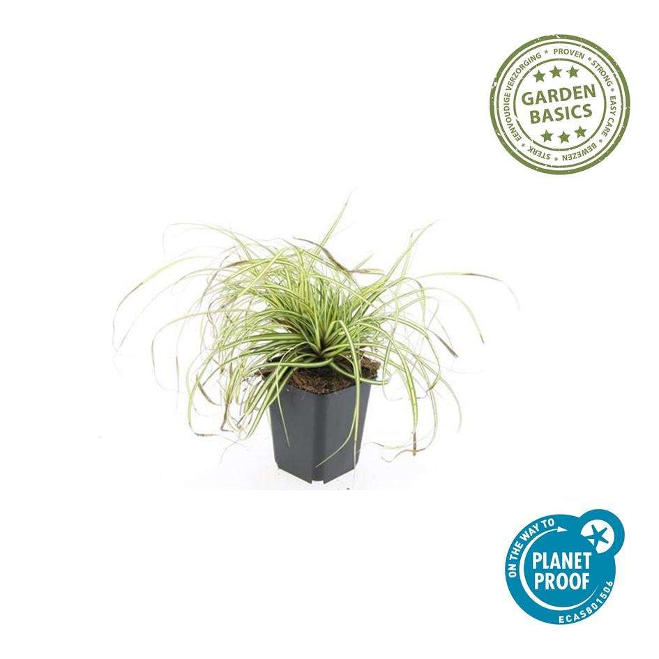 Carex oshimensis ‘Evergold’ (Japan-Segge)