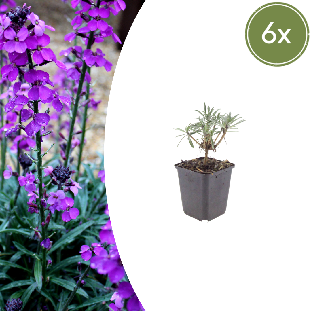 Schöterich ‘Bowles’ Mauve’ (Erysimum)