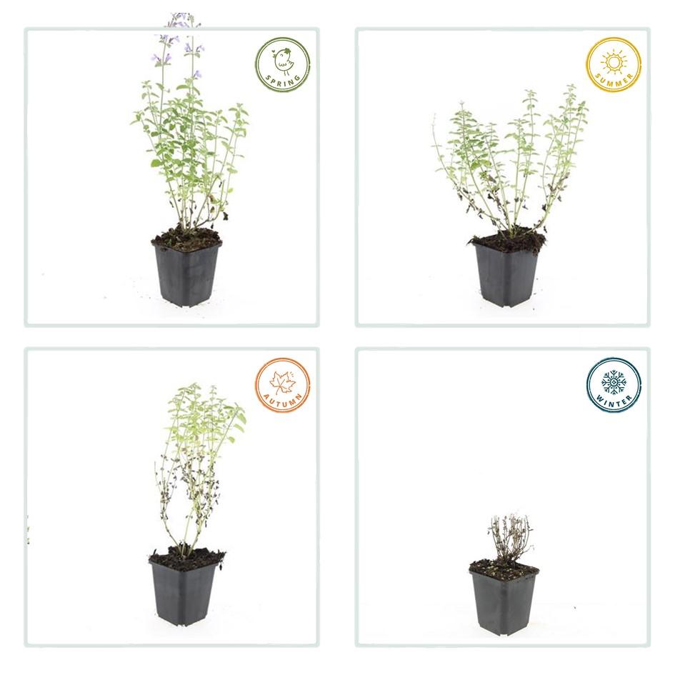 Katzenminze ‘Walker’s Low’ (Nepeta)