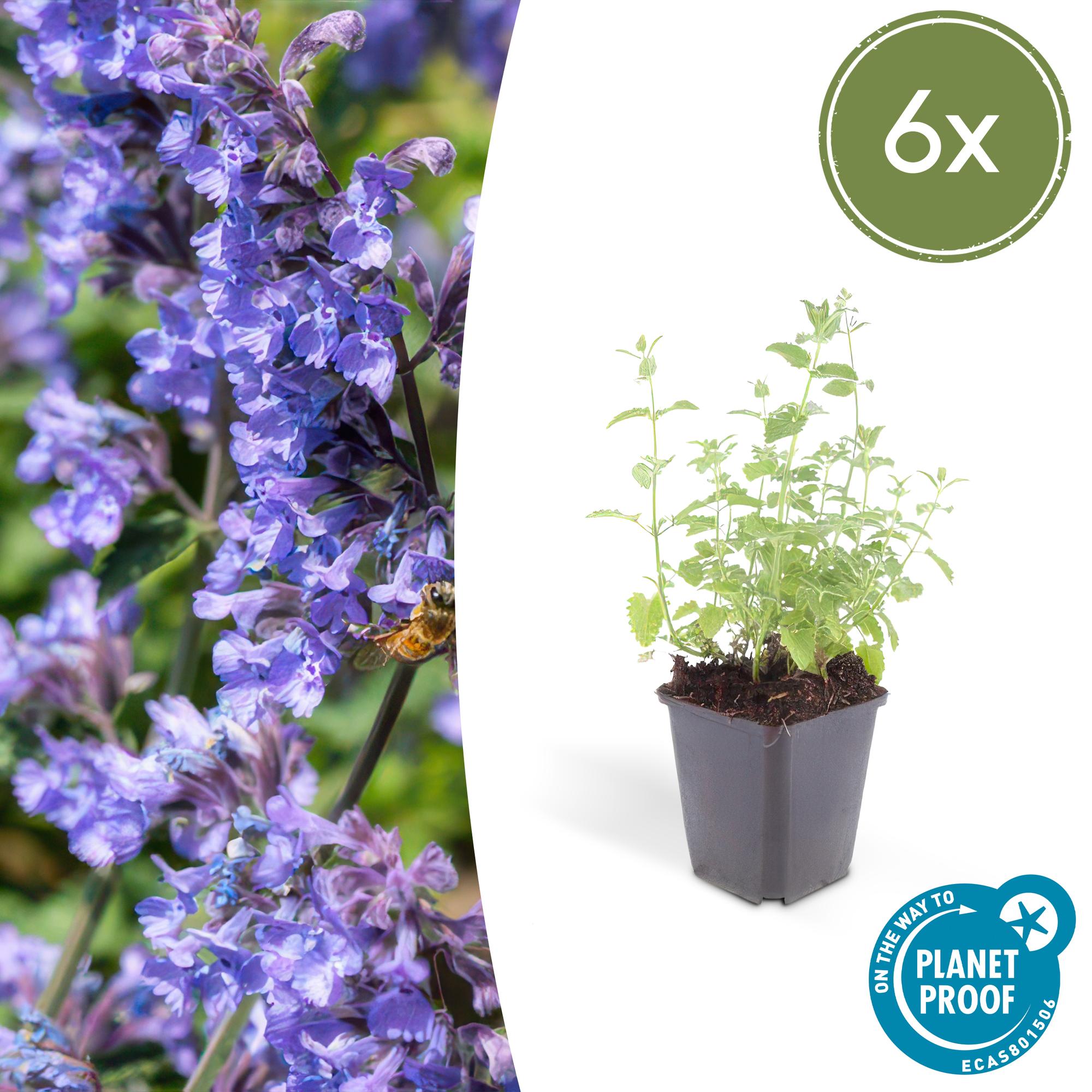 Katzenminze ‘Six Hills Giant’ (Nepeta)