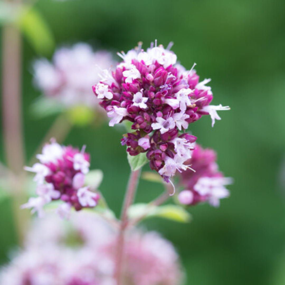 Origanum laevigatum 'Herrenhausen'