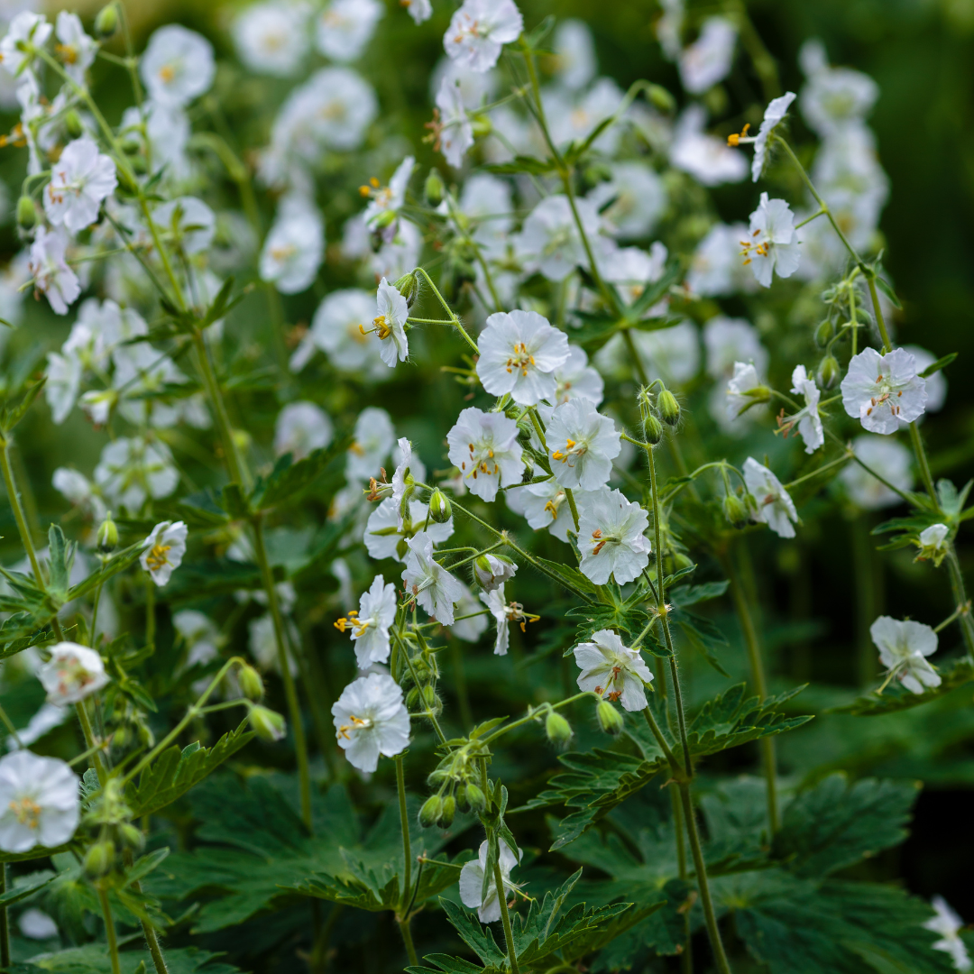 Geranium macrorrhizum ‘White Ness’ (Duft-Storchschnabel)