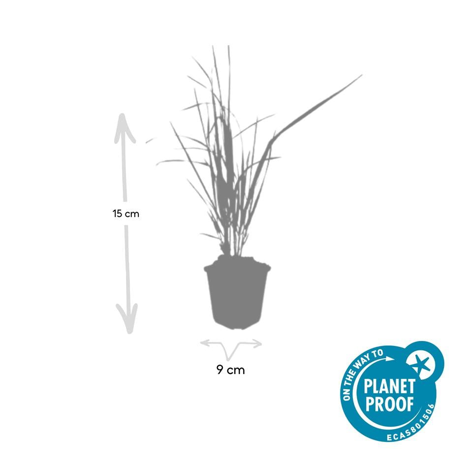 Reitgras ‘Karl Foerster’ (Calamagrostis acutiflora)