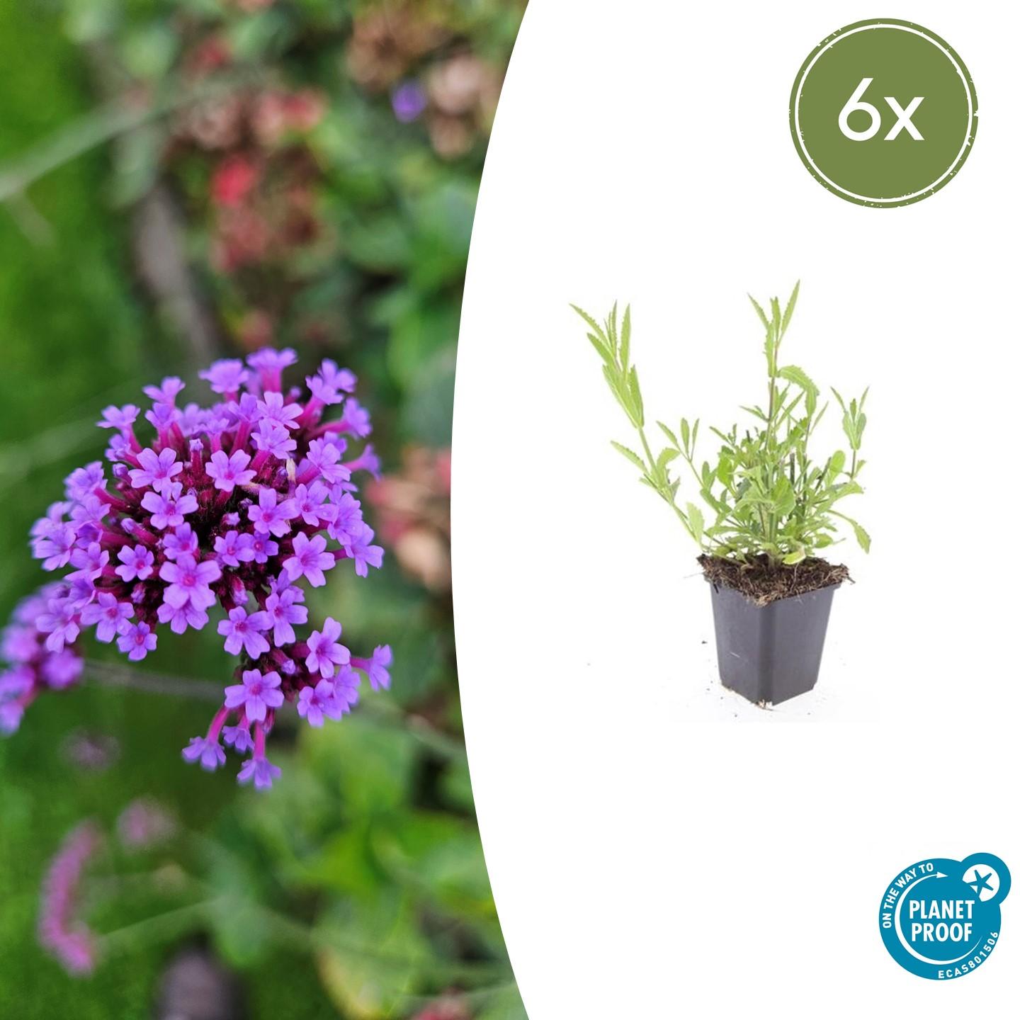 Eisenkraut (Verbena bonariensis)