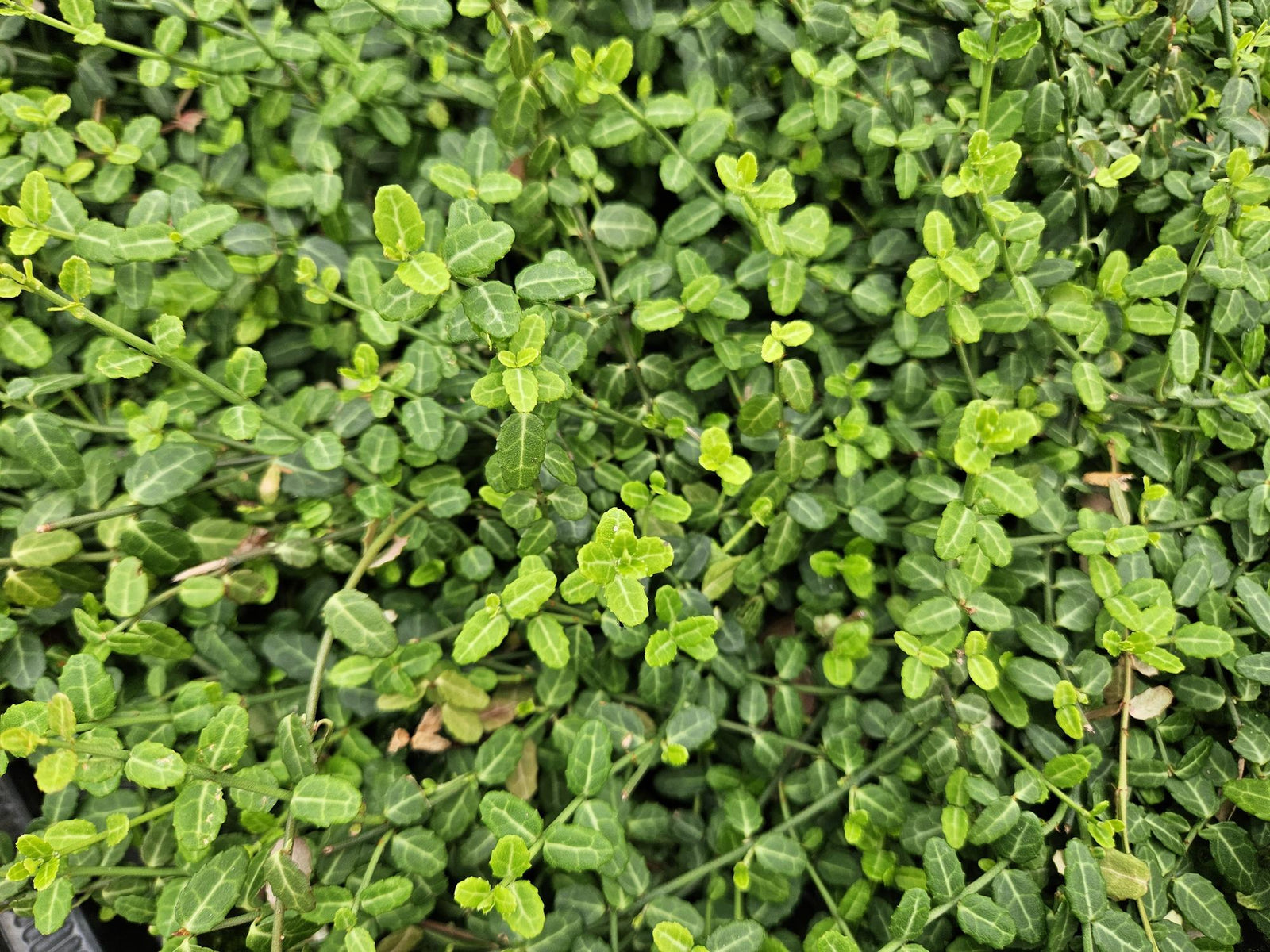 Kriechspindel ‘Minimus’ (Euonymus fortunei)