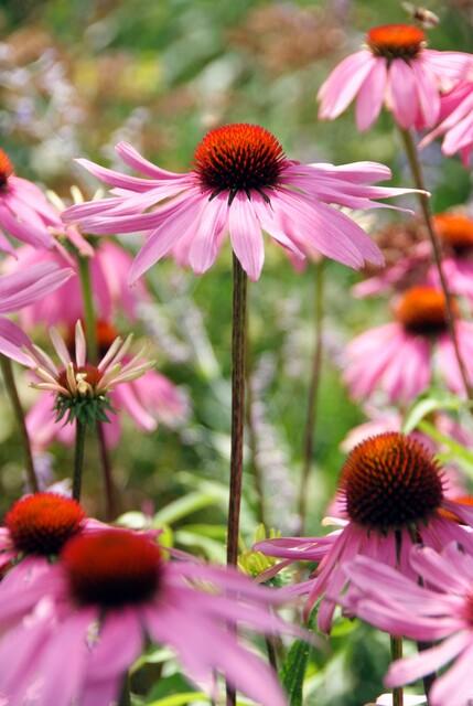 Sonnenhut ‘Magnus’ (Echinacea purpurea)
