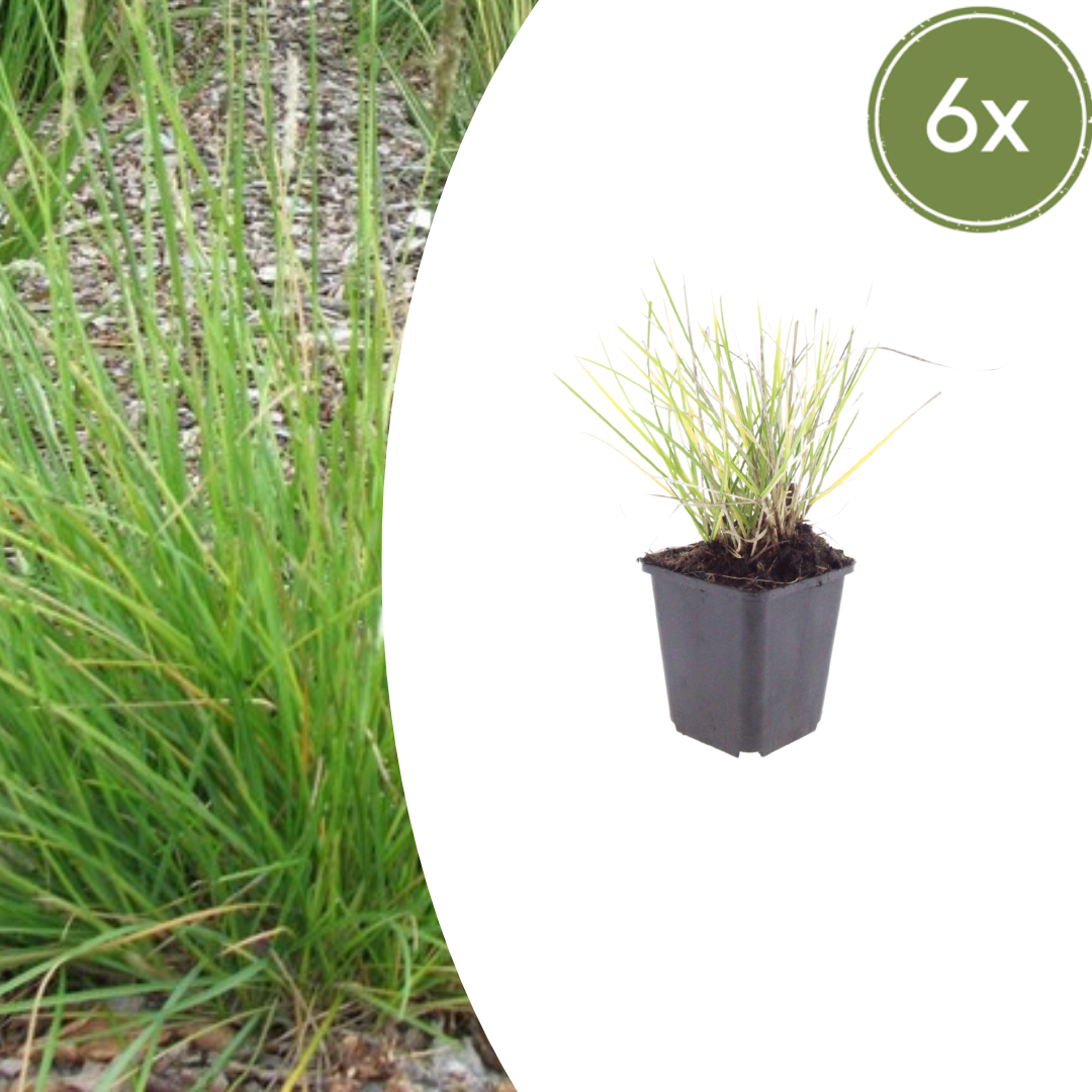 Sesleria autumnalis (Herbst-Kopfgras)