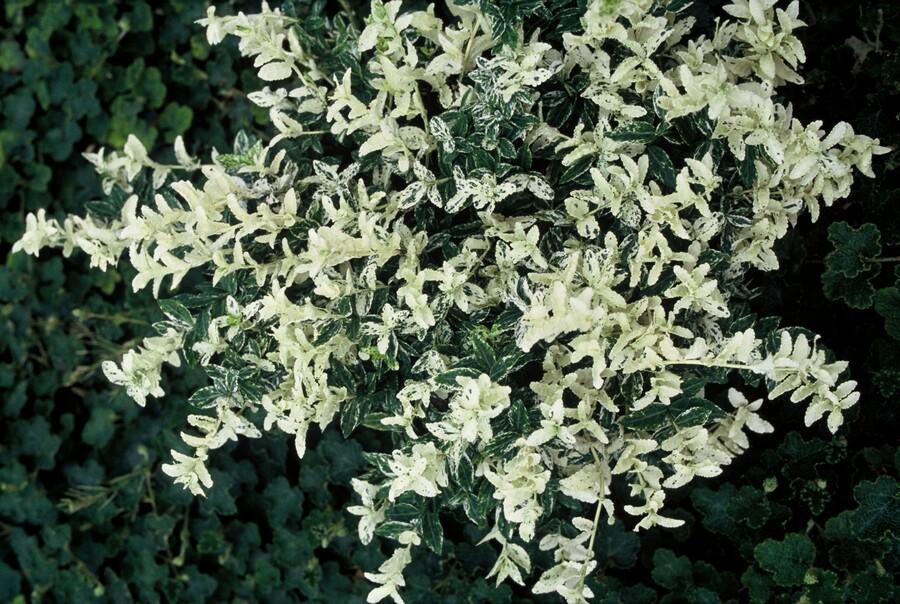 Kriechspindel ‘Harlequin’ (Euonymus fortunei)