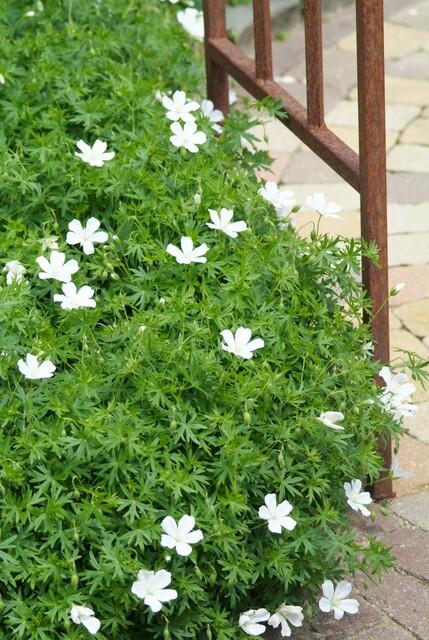Blut-Storchschnabel ‘Album’ (Geranium sanguineum)