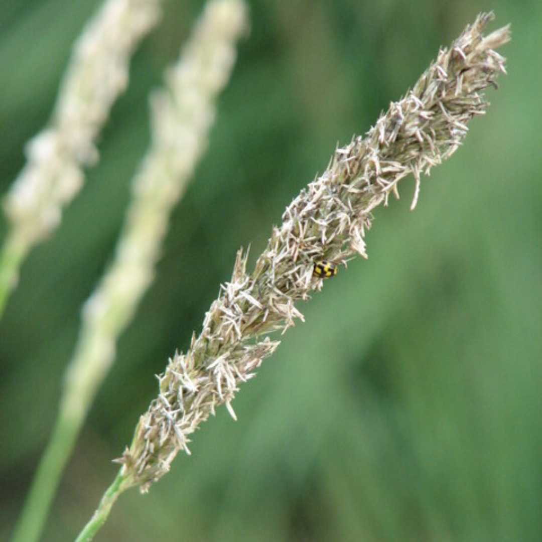 Sesleria autumnalis (Herbst-Kopfgras)