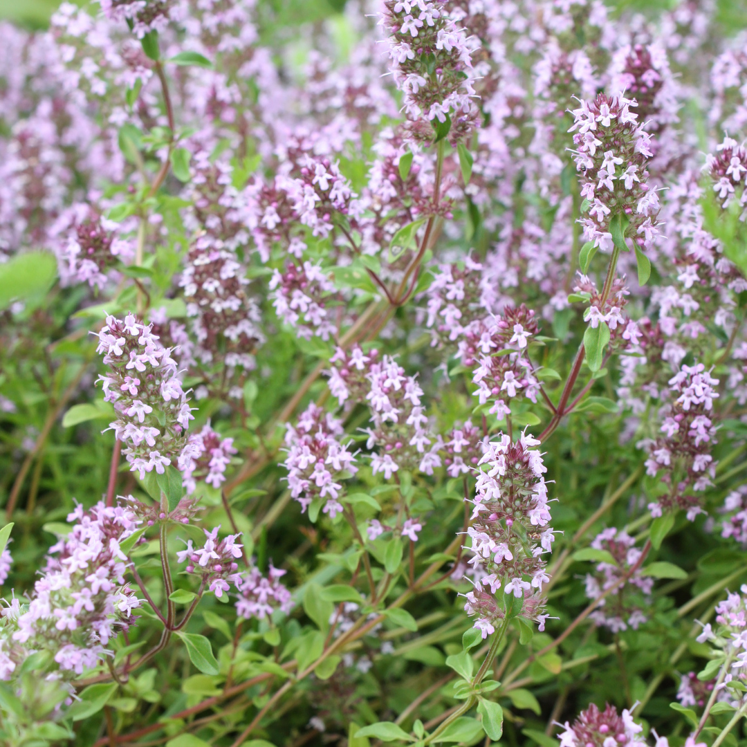 Thymus vulgaris (Echter Thymian)