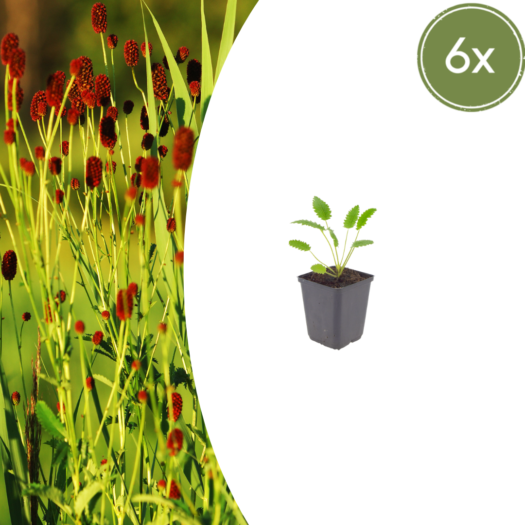 Sanguisorba officinalis ‘Tanna’ (Kleiner Wiesenknopf)