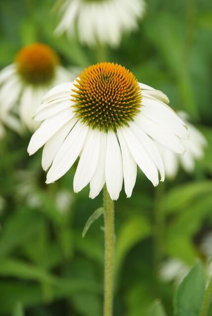 Sonnenhut ‘White Swan’ (Echinacea purpurea)