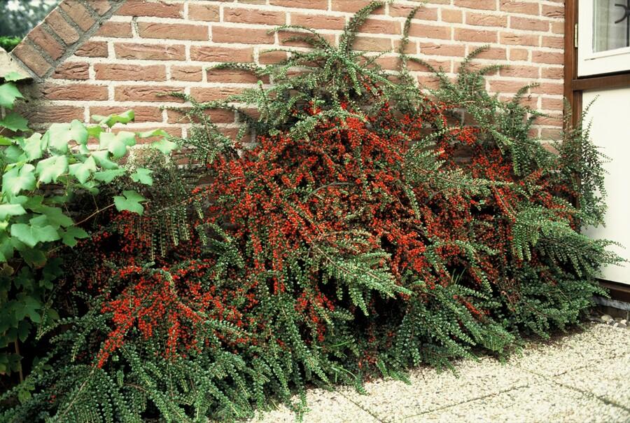 Fächer-Zwergmispel (Cotoneaster horizontalis)
