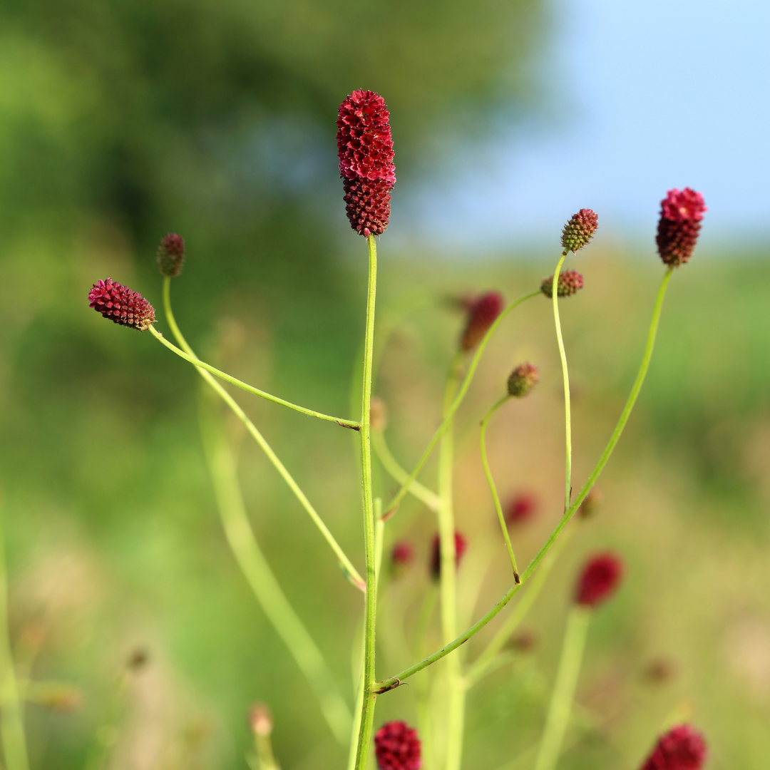 Sanguisorba officinalis ‘Tanna’ (Kleiner Wiesenknopf)