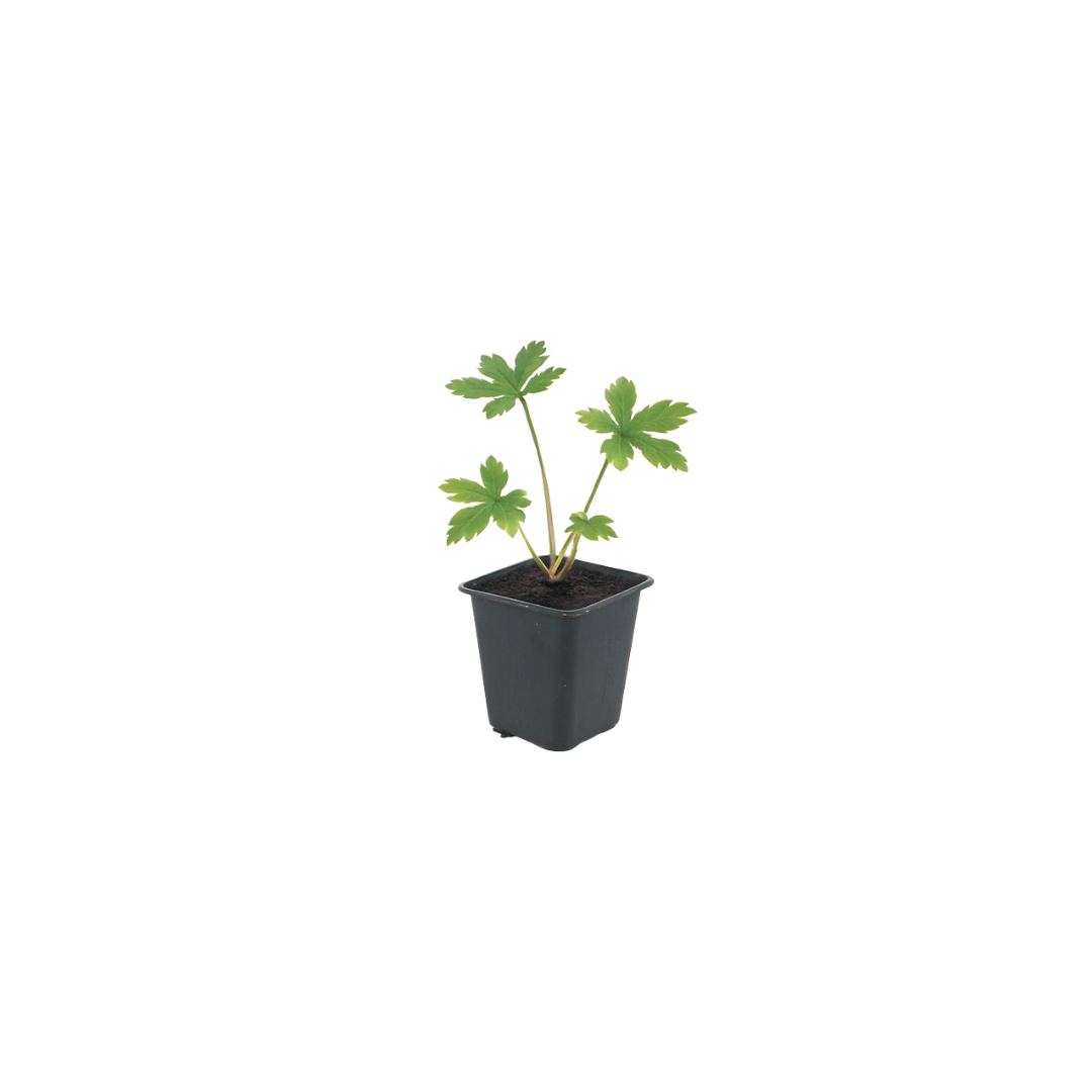 Sterndolde (Astrantia major)