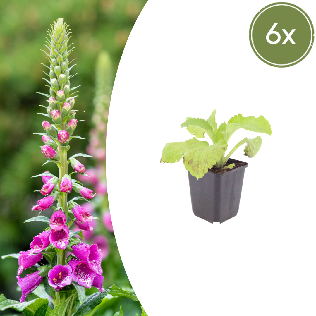 Digitalis purpurea (Fingerhut)