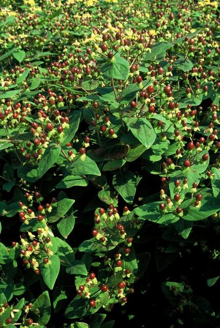 Johanniskraut ‘Beauty’ (Hypericum inodorum)