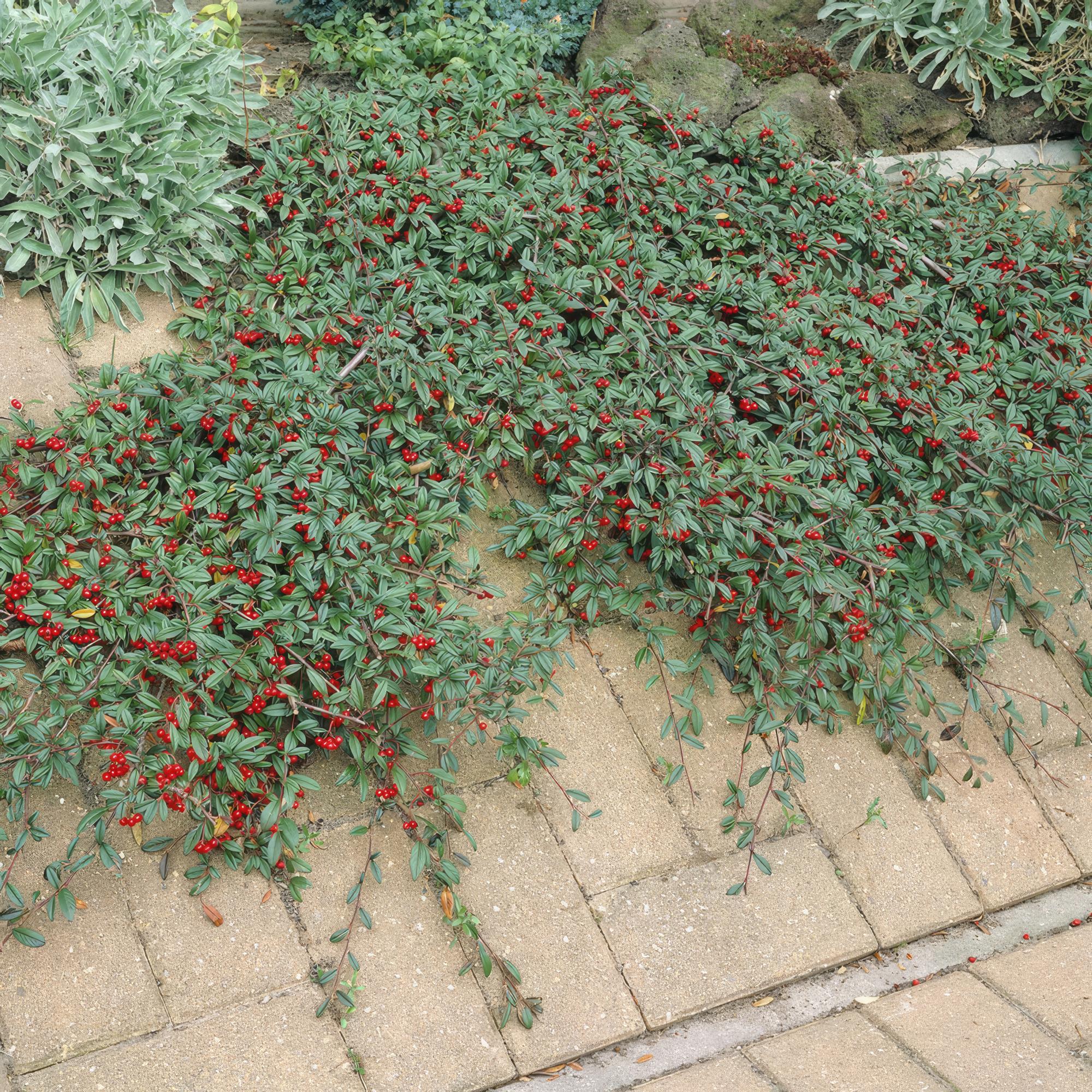 Teppich-Zwergmispel (Cotoneaster dammeri)