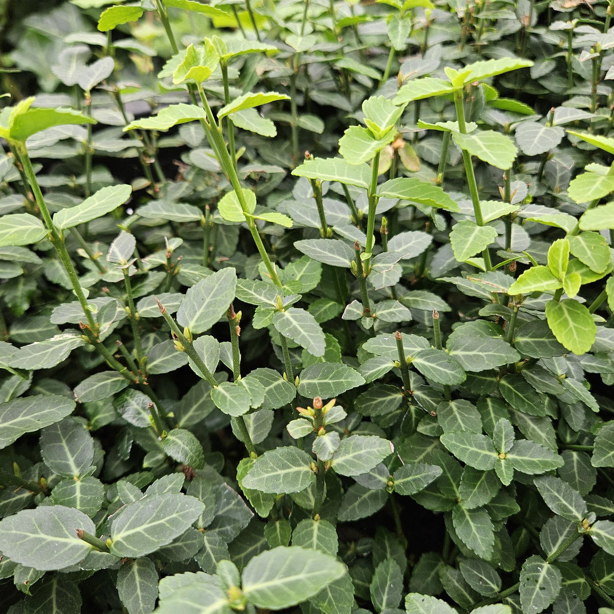 Euonymus fortunei ‘Radicans’ (Kriechspindel)