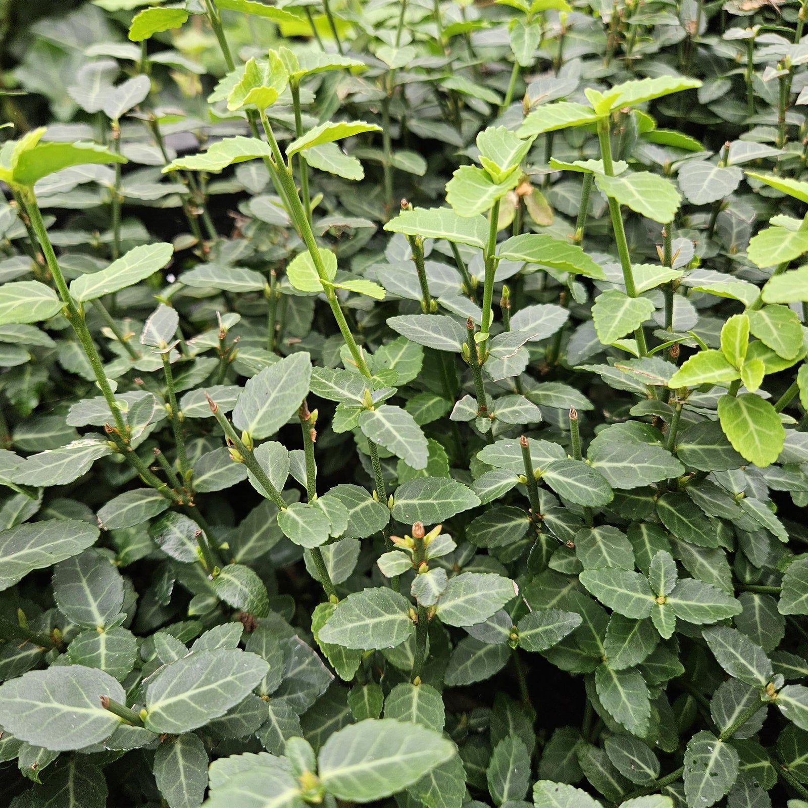 Euonymus fortunei ‘Radicans’ (Kriechspindel)