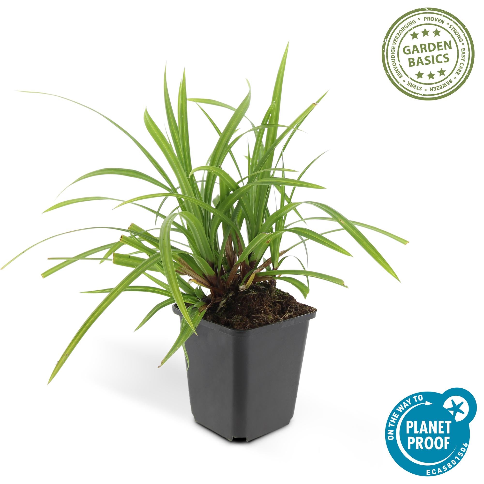Carex morrowii ‘Irish Green’ (Japan-Segge)