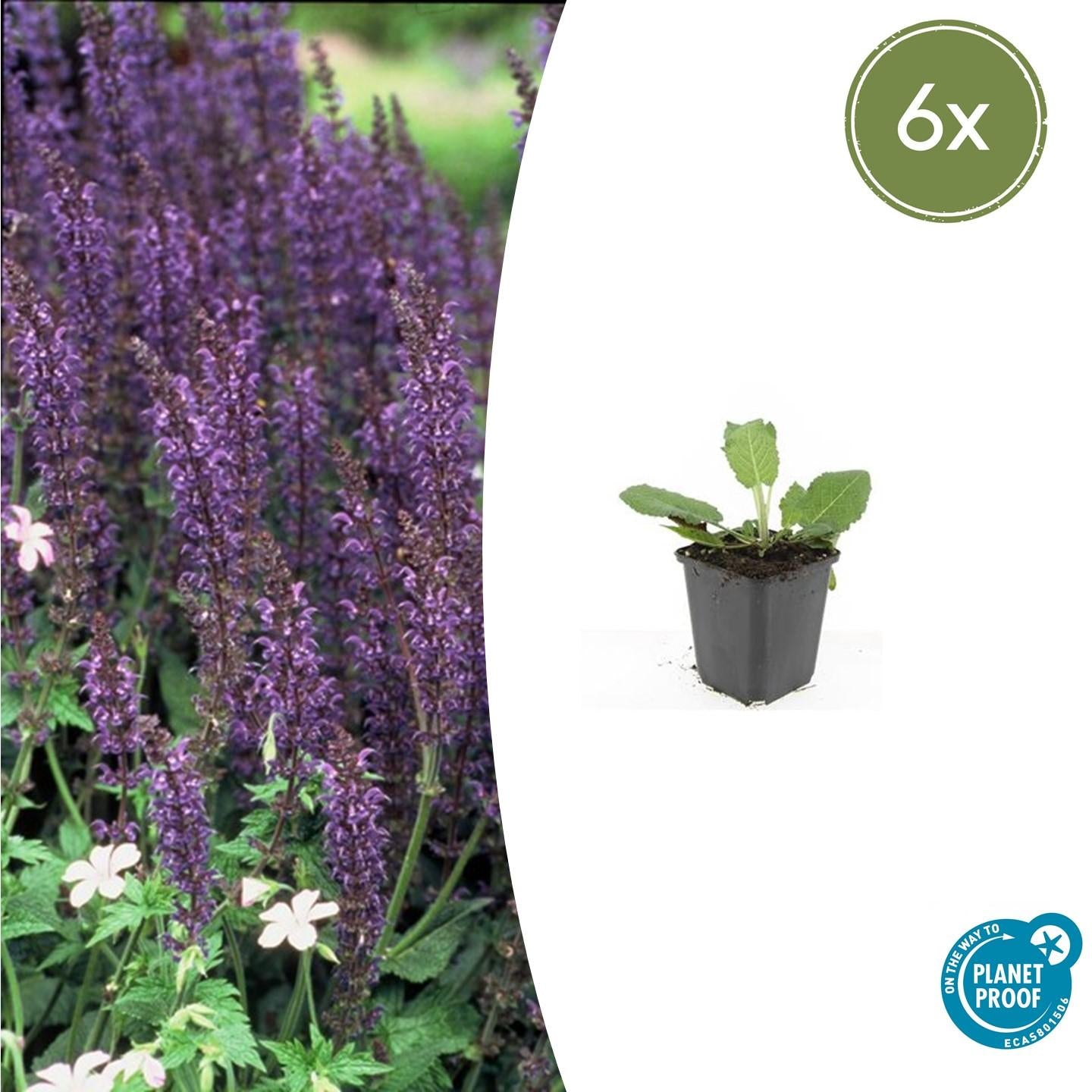 Steppen-Salbei ‘Mainacht’ (Salvia nemorosa)