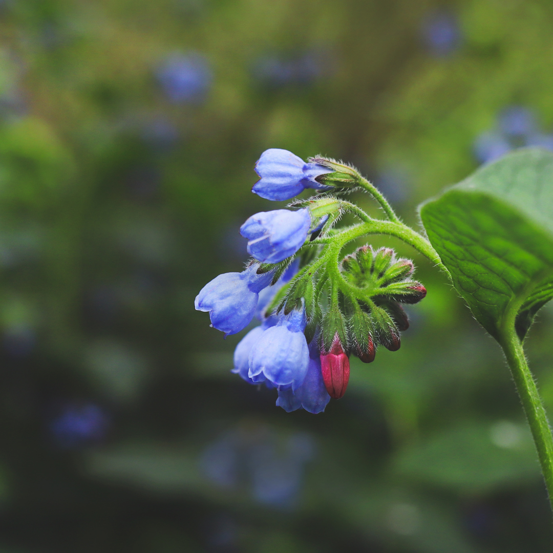 Symphytum grandiflorum ‘Wisley Blue’ (Kaukasus-Beinwell)