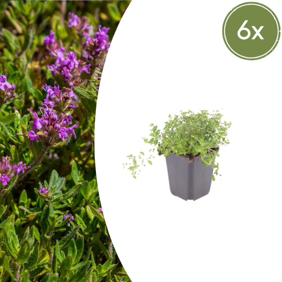 Thymus serpyllum (Sand-Thymian)