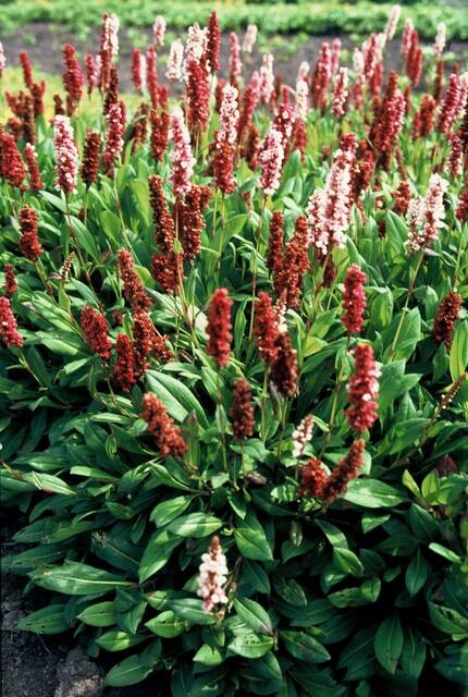 Kerzenknöterich ‘Darjeeling Red’ (Persicaria affinis)
