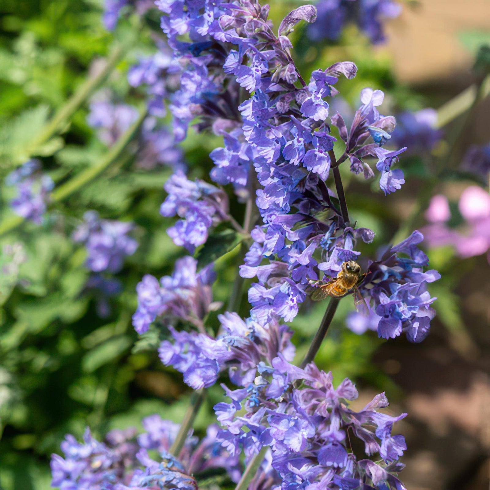 Katzenminze ‘Six Hills Giant’ (Nepeta)