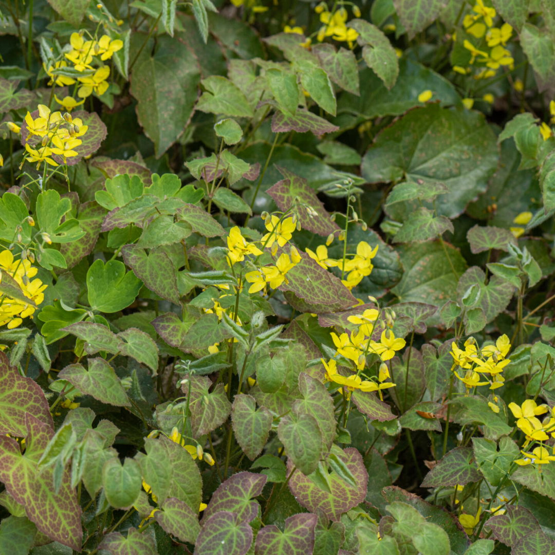 Elfenblume ‘Frohnleiten’ (Epimedium perralchicum)