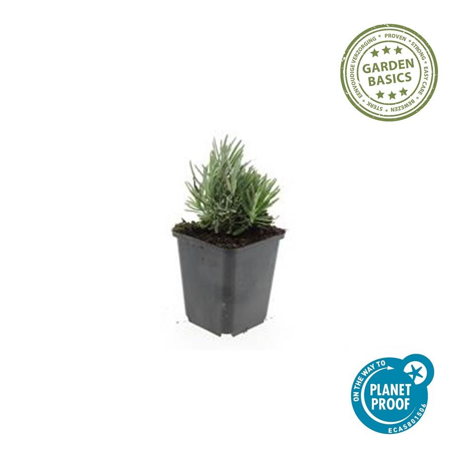 Zwerg-Lavendel ‘Dwarf Blue’ (Lavandula angustifolia)