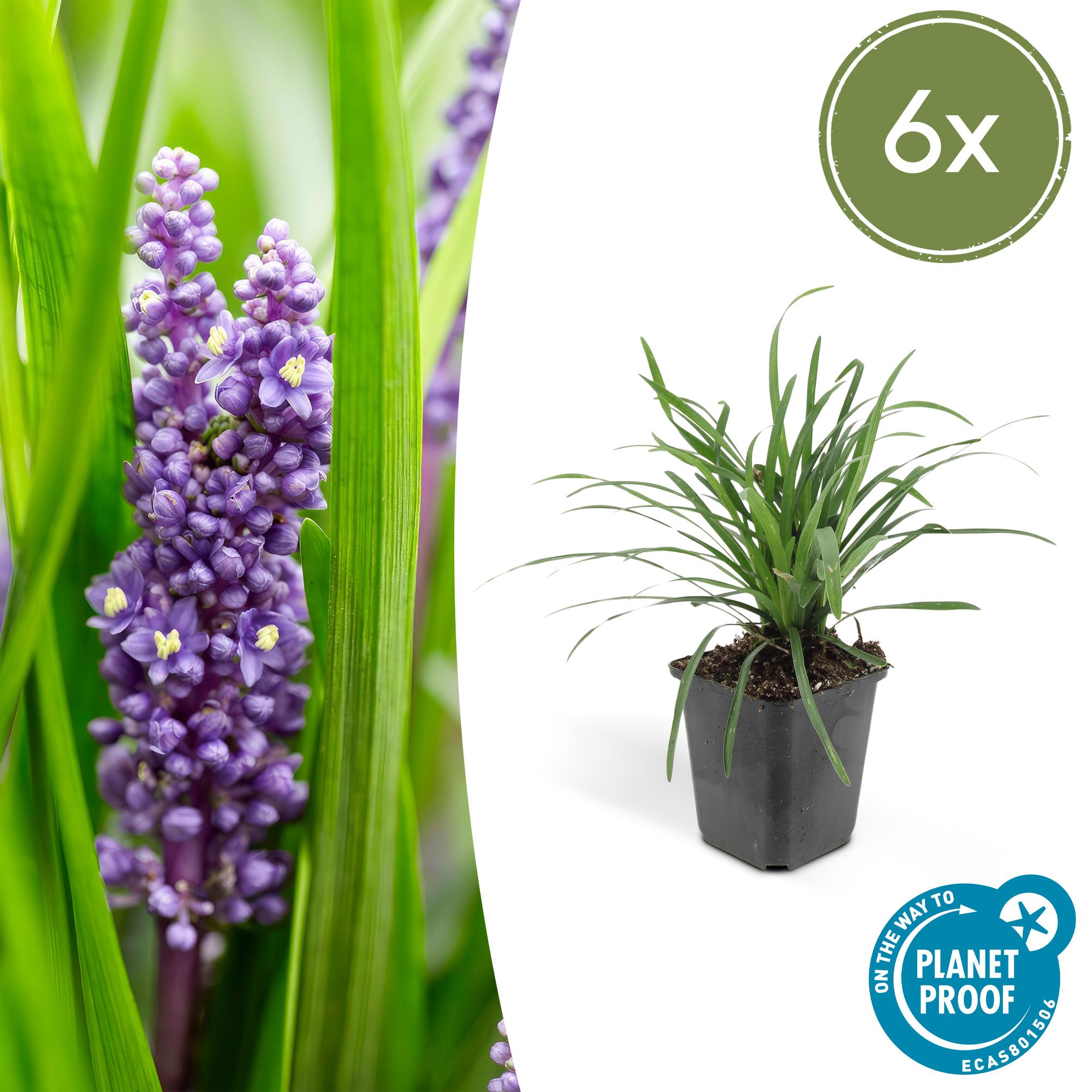Liliengras ‘Big Blue’ (Liriope muscari)