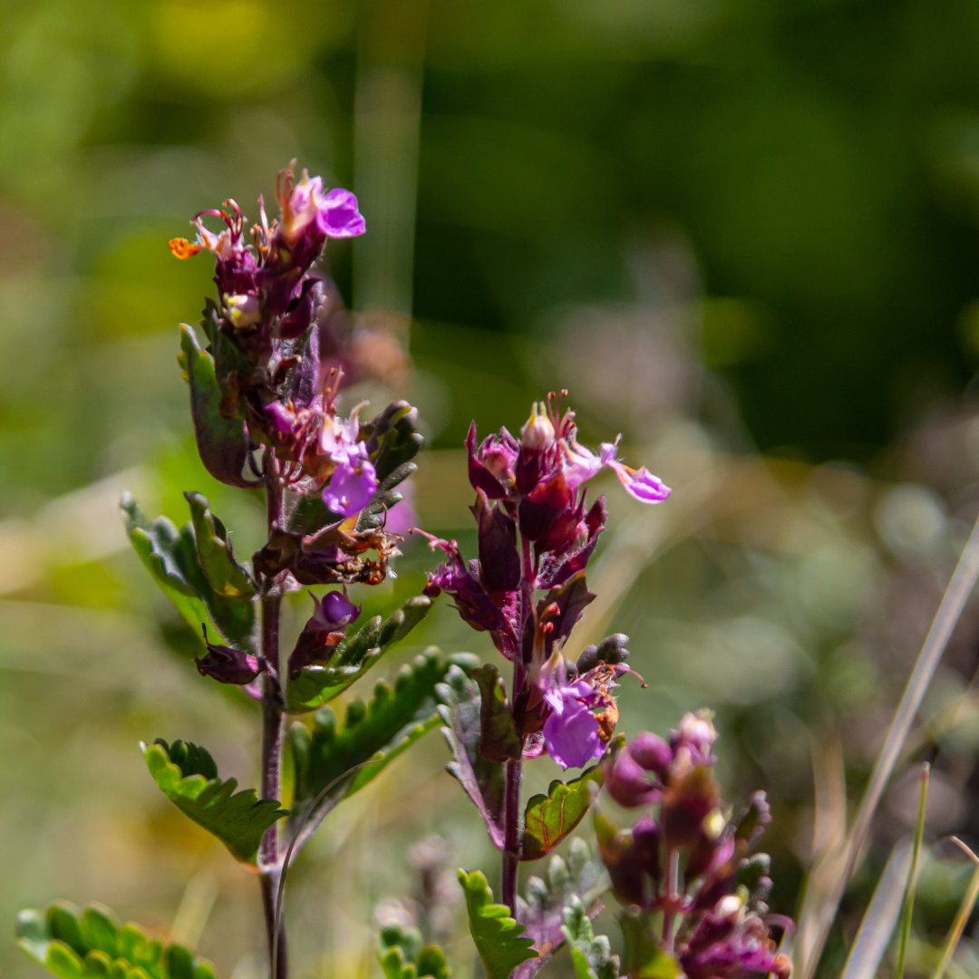 Teucrium lucidrys