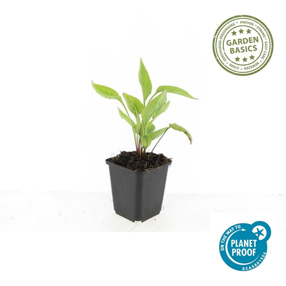 Sonnenhut ‘White Swan’ (Echinacea purpurea)