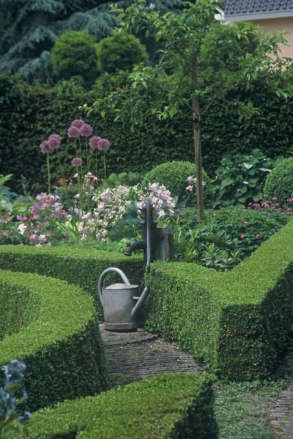 Buxus sempervirens (Gewöhnlicher Buchsbaum)