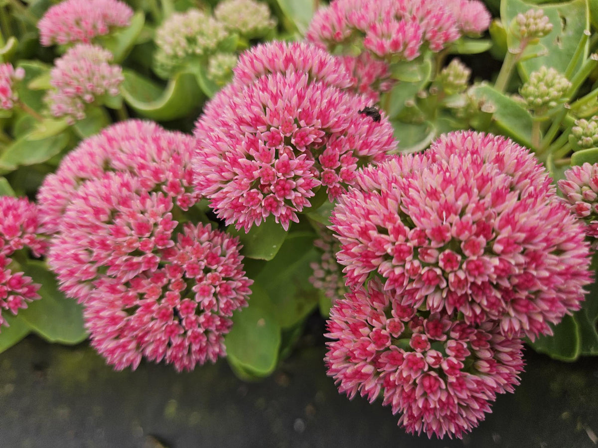 Fetthenne ‘Herbstfreude’ (Sedum)