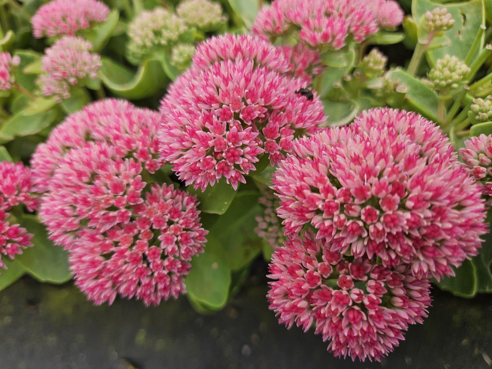 Fetthenne ‘Herbstfreude’ (Sedum)