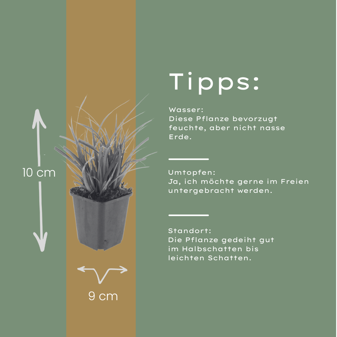 Carex morrowii (Japan-Segge)