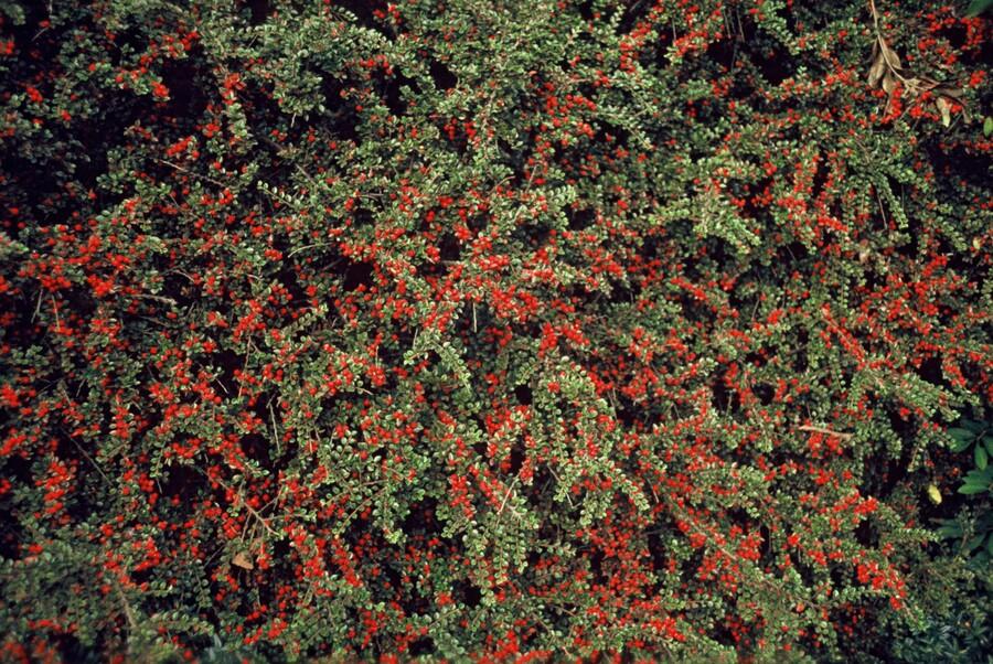 Fächer-Zwergmispel (Cotoneaster horizontalis)