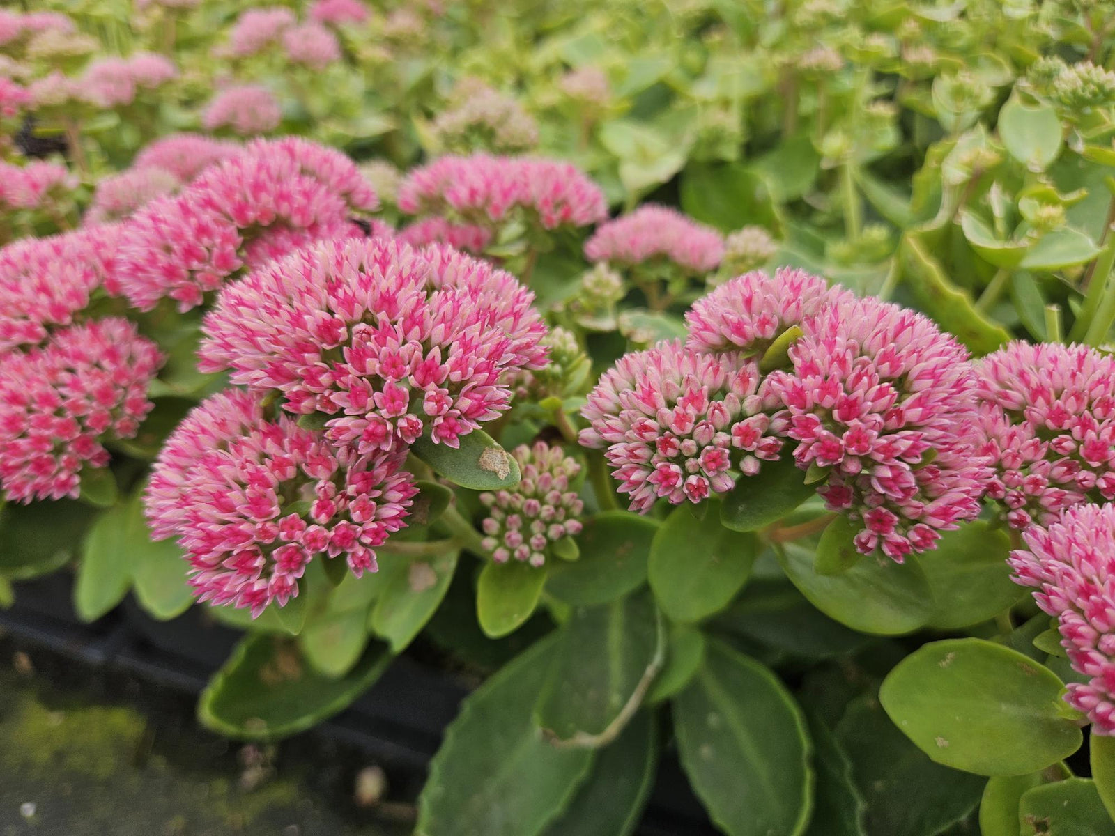 Fetthenne ‘Herbstfreude’ (Sedum)