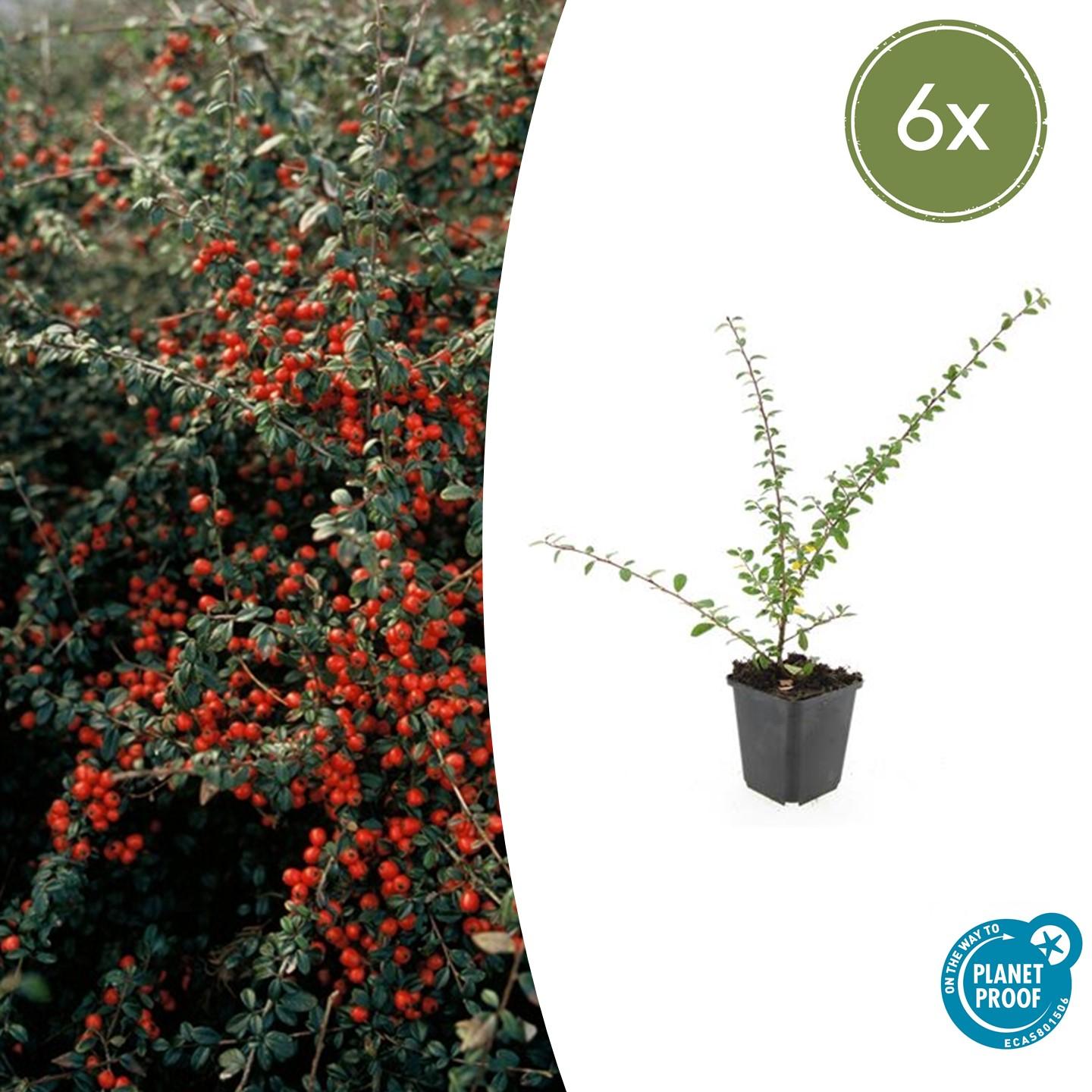 Zwergmispel ‘Coral Beauty’ (Cotoneaster suecicus)