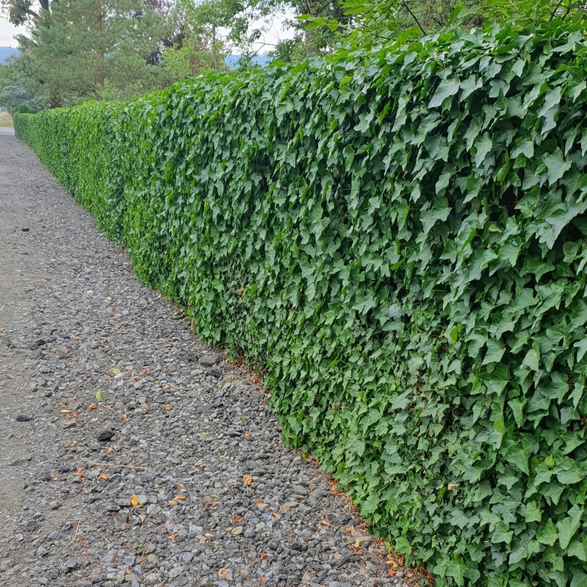 Irischer Efeu (Hedera hibernica)