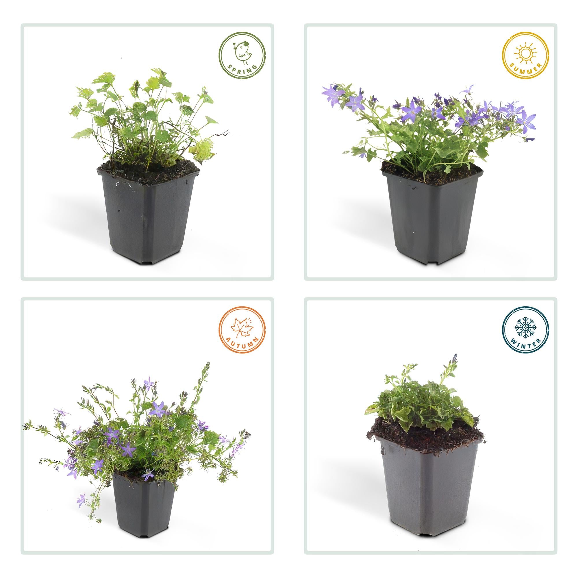 Hängepolster-Glockenblume ‘Stella’ (Campanula poscharskyana)