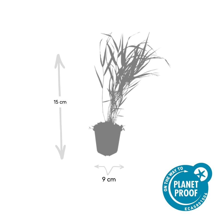 Japanisches Berggras (Hakonechloa macra)
