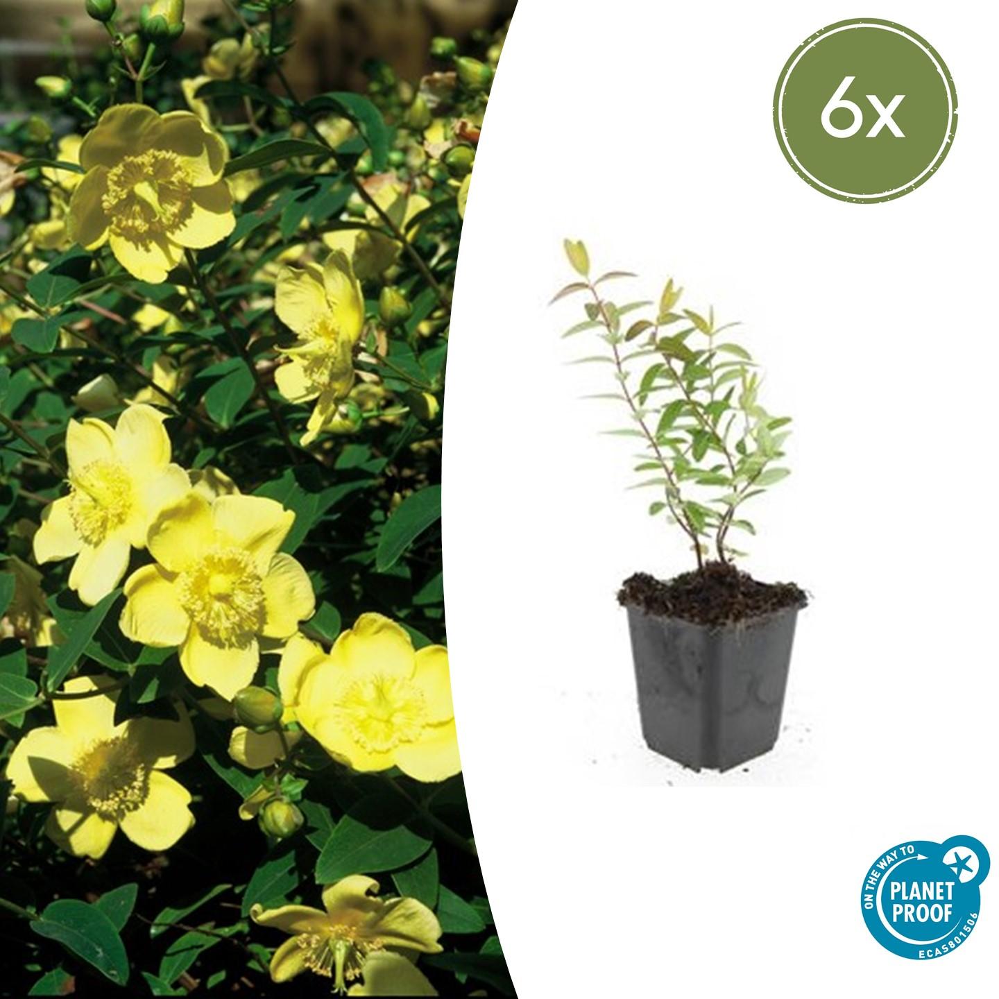 Johanniskraut ‘Hidcote’ (Hypericum)