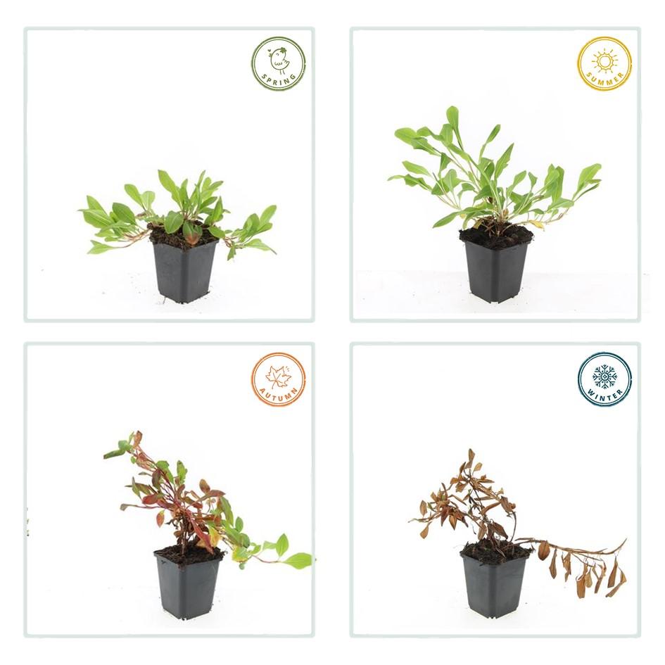 Kerzenknöterich ‘Darjeeling Red’ (Persicaria affinis)