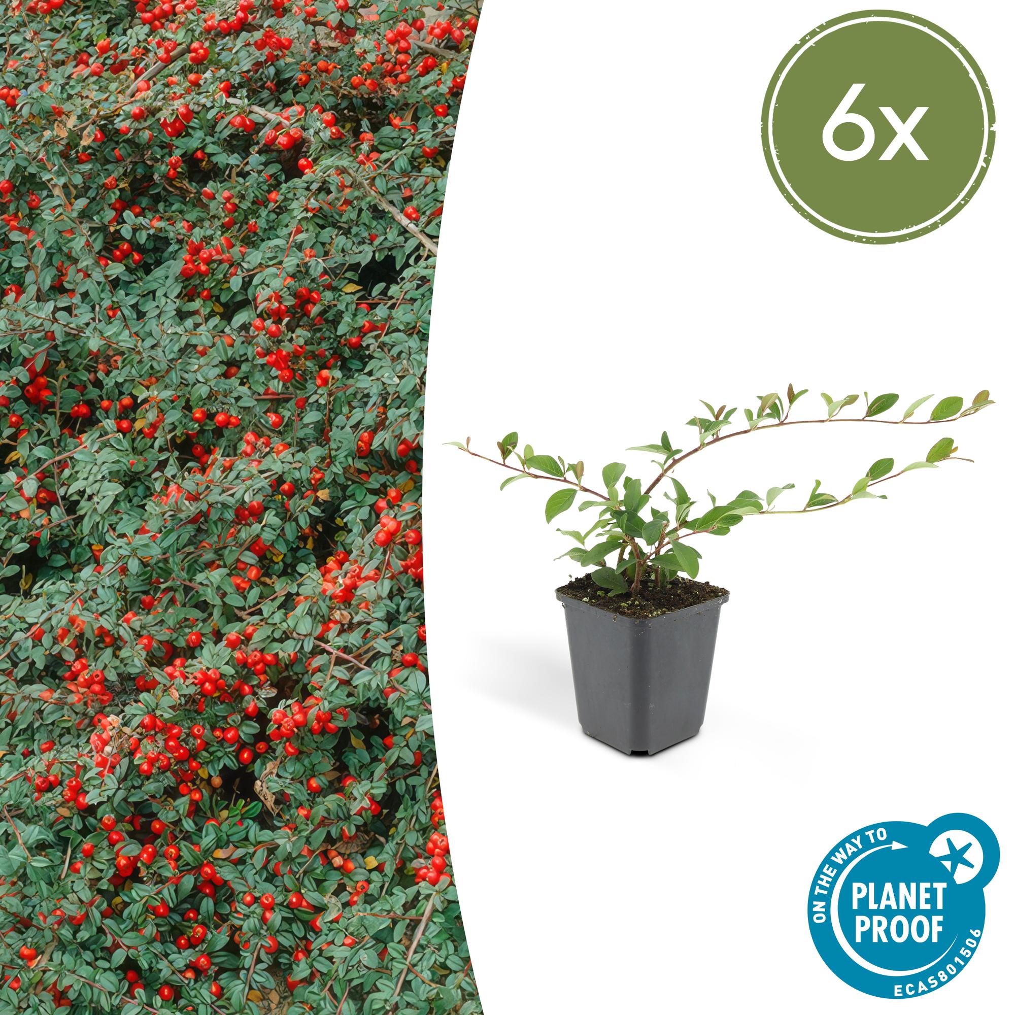 Teppich-Zwergmispel (Cotoneaster dammeri)