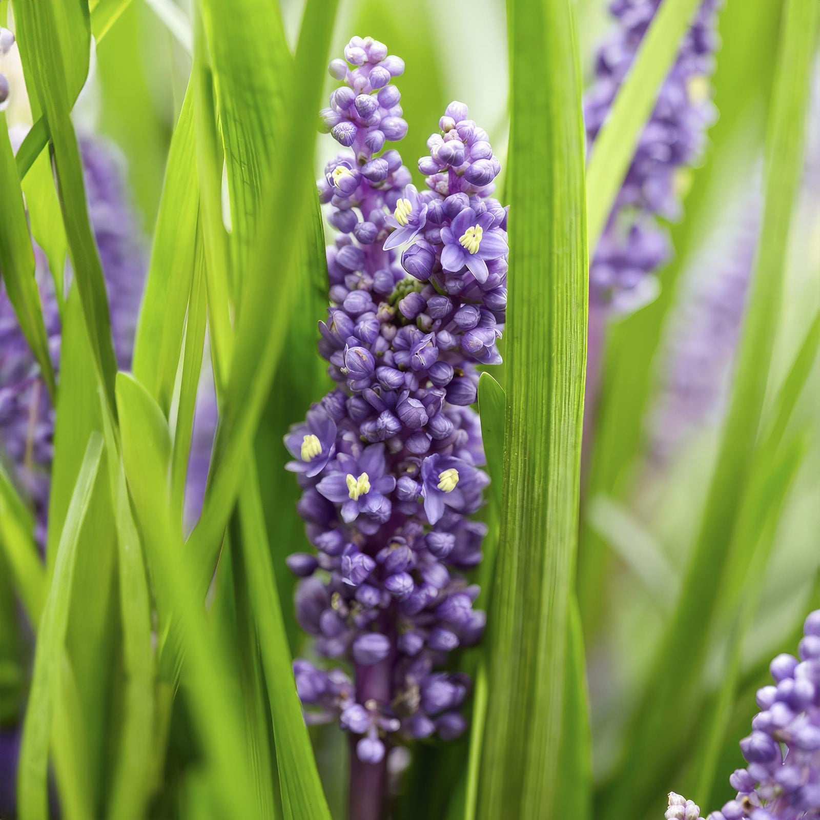 Liliengras ‘Big Blue’ (Liriope muscari)